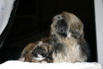 Lhassa Apso et son petit - Lhassa Apso