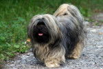 Marquis, Lhassa Apso - Lhassa Apso