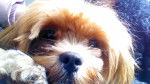 Scarlett - Lhassa Apso (10 mois)