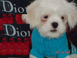 Photo Lhassa Apso (5 mois)