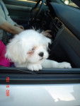 Photo Lhassa Apso (5 mois)