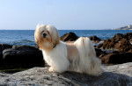 Photo Lhassa Apso