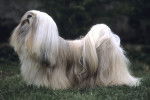 Photo Lhassa Apso