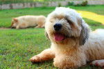 Photo Lhassa Apso