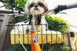 Photo Lhassa Apso
