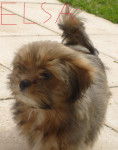Elsa - Lhassa Apso (2 ans)