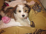 Swann - Lhassa Apso (6 mois)
