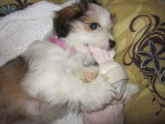 Swann - Lhassa Apso (6 mois)
