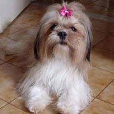 Vanille - Lhassa Apso (6 ans)