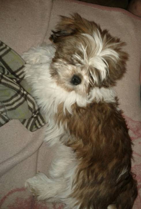 Holly - Lhassa Apso (10 mois)