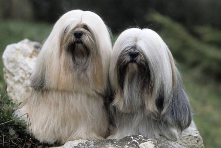 Un couple de Lhassa Apso avec des poils très longs assis côte à côte