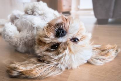 Un parc pour chiot - Forum de discussion spécialisé sur le Shih-tzu, une  race de chien tibetain