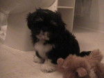 Lizzy - Lhassa Apso Femelle (2 mois)