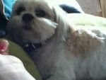 millie - Lhassa Apso Femelle