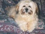 Lhassa Apso - Lhassa Apso
