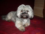 Tosca lhassa-apso - Lhassa Apso