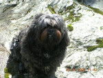 Lhassa Apso Nelson - Lhassa Apso