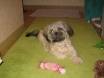 lhassa apso ( louna ) - Lhassa Apso