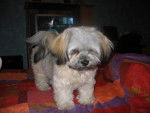lhassa apso ( louna ) - Lhassa Apso