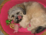 lhassa apso ( louna ) - Lhassa Apso