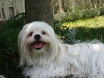 Lhasa apso blanc Sumo Sarké - Lhassa Apso