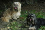 lhassa apso - Lhassa Apso