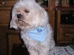 VYTO- LHASSA APSO - Lhassa Apso