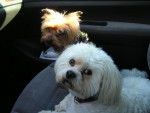JADIS petit Yorkshire et VYTO lhassa apso - Lhassa Apso