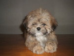 Cooki - lhassa apso - Lhassa Apso