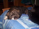 charly lhassa apso - Lhassa Apso