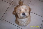 LHASSA APSO EPICE - Lhassa Apso