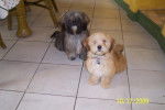 LHASSA APSO elit et epice - Lhassa Apso