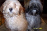 chien lion ou lhassa apso - Lhassa Apso