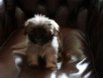 Eureka lhassa apso - Lhassa Apso