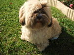 lhassa apso fourmi - Lhassa Apso