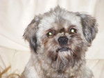 Lhassa-apso TIT-BOUCHON - Lhassa Apso