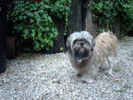 lhassa-apso TIT - BOUCHON - Lhassa Apso