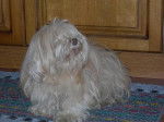 Roxie Lhassa Apso - Lhassa Apso
