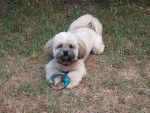 Appy, Llhassa apso de 6 ans - Lhassa Apso (6 ans)