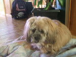 candie - Lhassa Apso Femelle (17 ans)
