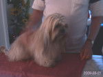 dandy - Lhassa Apso Mâle (2 ans)