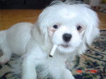 Photo Lhassa Apso (5 mois)