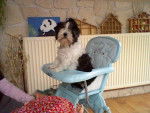 VICKIE - Lhassa Apso Femelle (7 ans)