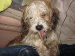 Swann - Lhassa Apso Femelle (8 mois)