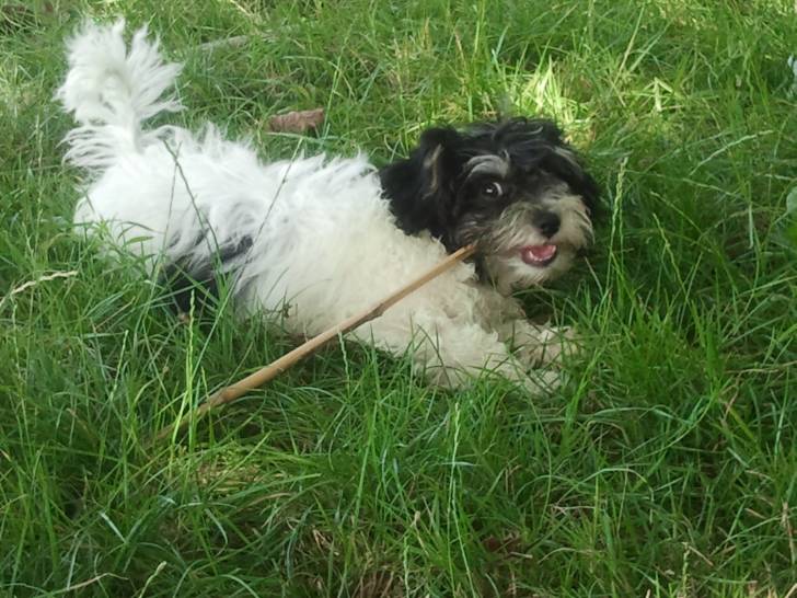 Harry - Lhassa Apso Mâle (8 mois)