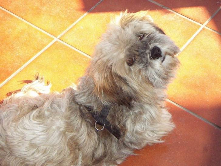Hook - Lhassa Apso Mâle (16 ans)