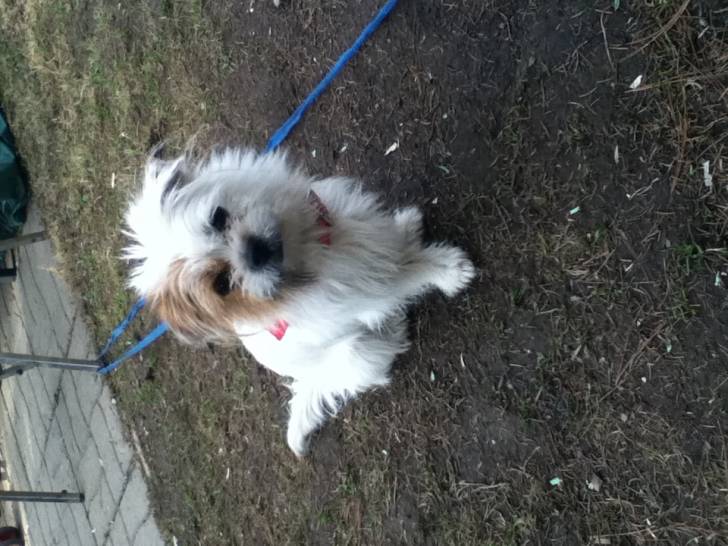 Belle - Lhassa Apso Femelle (4 ans)