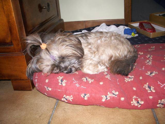 Thalys, lhassa apso - Lhassa Apso