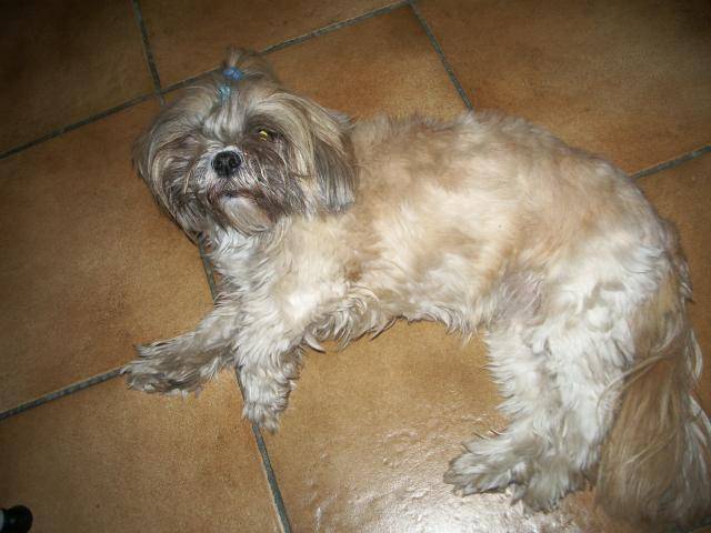 suzie, lhassa apso - Lhassa Apso