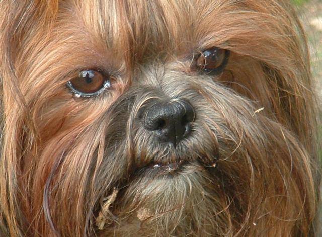 shitsu / lhassa apso? SOGWAI - Lhassa Apso